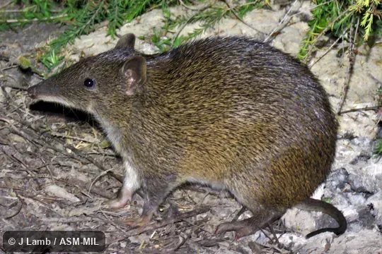 Also as Brown Bandicoot, Southern Short-nosed Bandicoot.