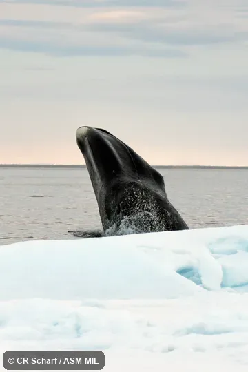 Formerly in order Cetacea.  Also as Arctic Right Whale, Bowhead, Bunch-back Whale, Great Polar Whale, Greenland Right Whale, Greenland Whale, Steeple-top.