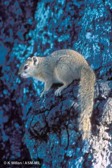 Perched on tree trunk, entire body visible Perched on tree trunk, entire body visible