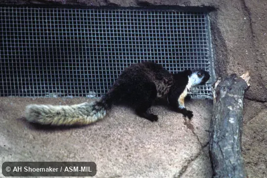 Side view of young adult Indonesian captive.  Also as Cream-colored Giant Squirrel.