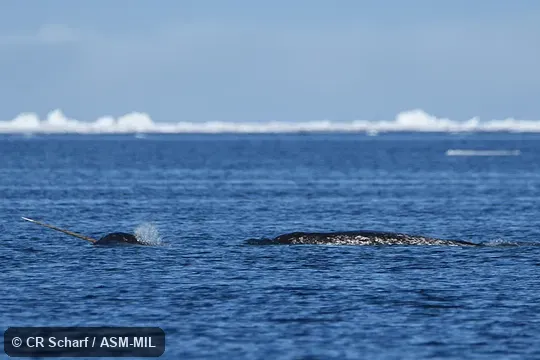Adult male, with tusk out of water.  Formerly in order Cetacea.  Also as Horned Whale, Sea Unicorn, Unicorn Whale.