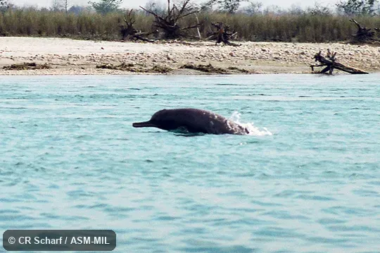 Also as Blind River Dolphin|Indian River Dolphin|South Asian River Dolphin|Susu.