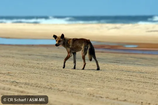 Canis familiaris dingo.  Formerly Canis lupus dingo, Wolf.  Island stock with no additional mixing.