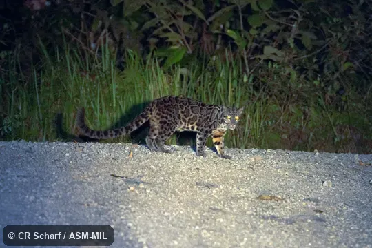 Neofelis diardi borneensis.  Formerly as Neofelis nebulosa diardi, Clouded Leopard.  Also as Diard's Clouded Leopard.