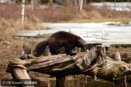 Also as Glutton, Skunk Bear.