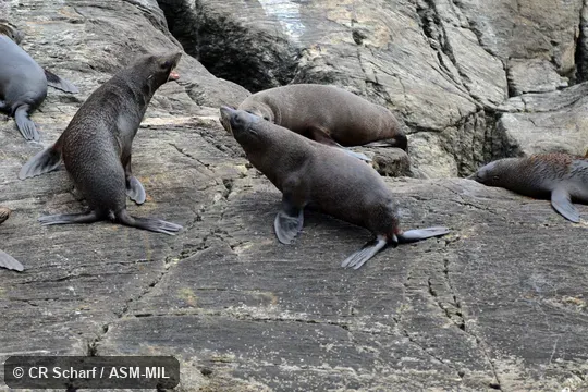 Formerly Arctophoca forsteri.  Also as Antipodean Fur Seal, NewZealand Fur Seal, Black Fur Seal, South Australian Fur Seal.