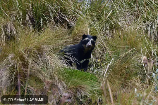 Also as Spectacled Bear.