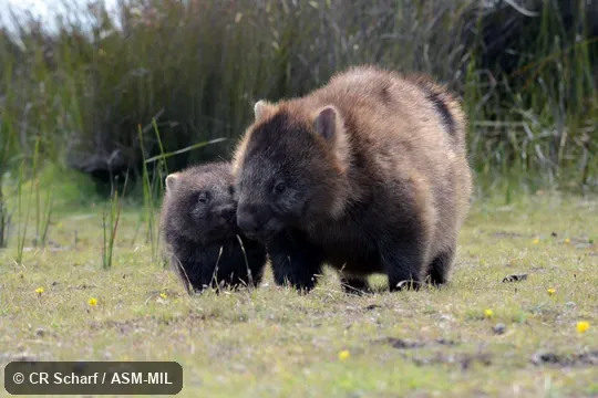 Also as Bare-nosed Wombat, Coarse-haired Wombat, Forest Wombat, Bass Strait Wombat, Flinders Island Wombat, Tasmanian Wombat.