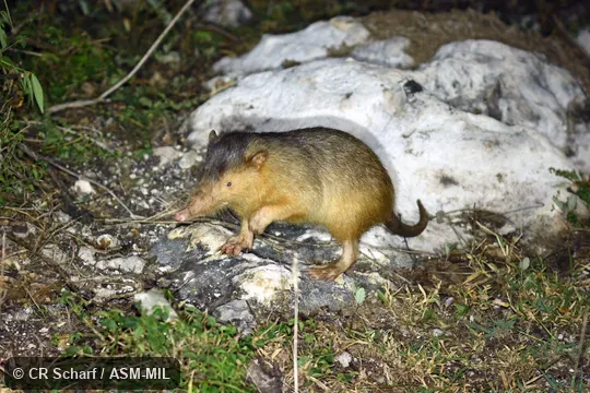 Formerly Soricomorpha.  Also as Haitian Solenodon.