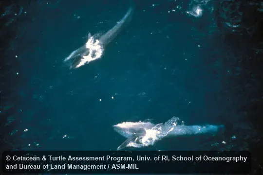 Aerial view of two feeding.  Formerly in order Cetacea.  Also as Coalfish Whale|Northern Rorqual|Pollack Whale|Rudophi's Rorqual.