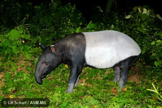 Also as Acrocodia indica.  Also as Malayan Tapir, Indian Tapir, Malay Tapir.