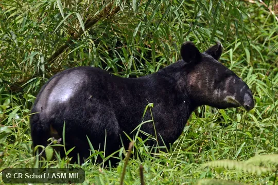 Also as Andean Tapir, Woolly Tapir.
