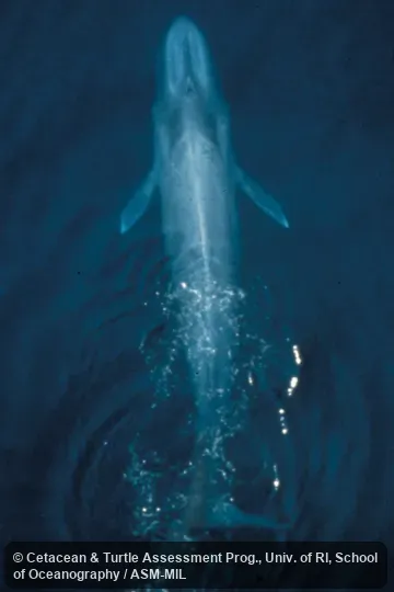 Aerial view.  Formerly in order Cetacea.  Also as Blue Rorqual|Sibbald's Rorqual|Sulphur-bottom Whale.