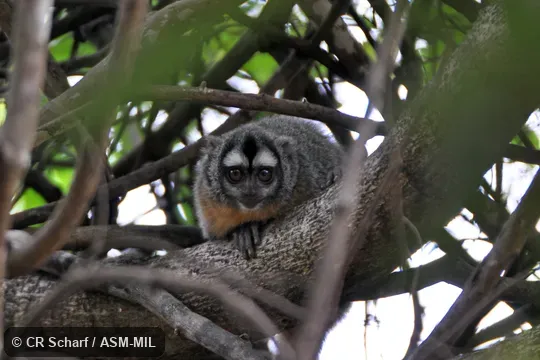 Formerly in Cebidae.  Also as Azara's Owl Monkey, Bolivian Night Monkey, Feline Night Monkey.