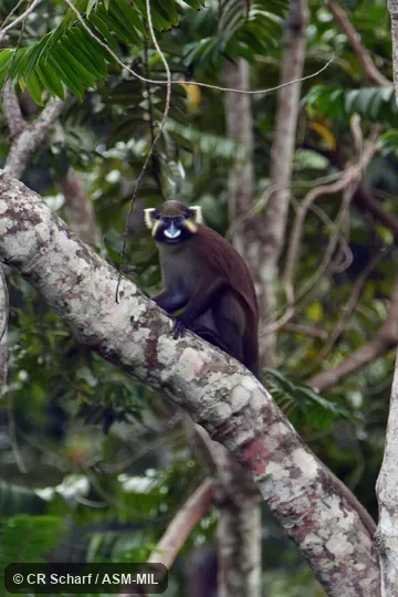 Cercopithecus cephus cephodes, Gray-tailed Mustached Monkey.  Also as Moustached Guenon.