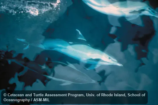 Dorso-lateral view of animal swimming underwater beside ship.  Formerly in order Cetacea.  Formerly as Delphinus capensis, Long-beaked Common Dolphin.  Also as Atlantic Dolphin|Common Dolphin|Criss-cross Dolphin|Pacific Dolphin|Saddle-backed Dolphin|Short-beaked Saddleback Dolphin|White-bellied Porpoise.