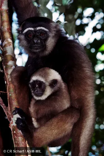 Also as Bornean Agile Gibbon|Southern Gibbon. Also as Bornean Agile Gibbon|Southern Gibbon.