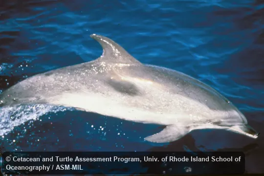 Side view, porpoising. Formerly in order Cetacea. Also as Bridled Dolphin|Cuvier's Porpoise|Spotted Porpoise. Side view, porpoising. Formerly in order Cetacea. Also as Bridled Dolphin|Cuvier's Porpoise|Spotted Porpoise.