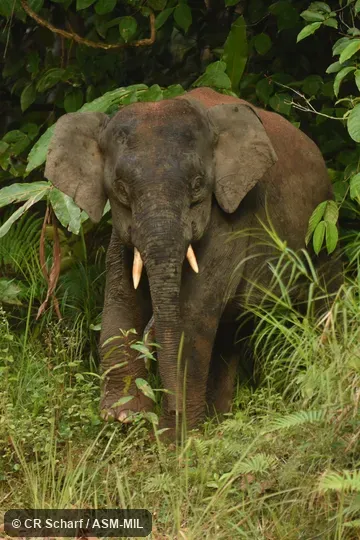 Elephas maximus sumatranus.  Bornean "pygmy" elephant.  May have been introduced.
