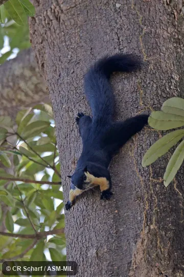 Also as Black-and-white Giant Squirrel, Malayan Giant Squirrel.