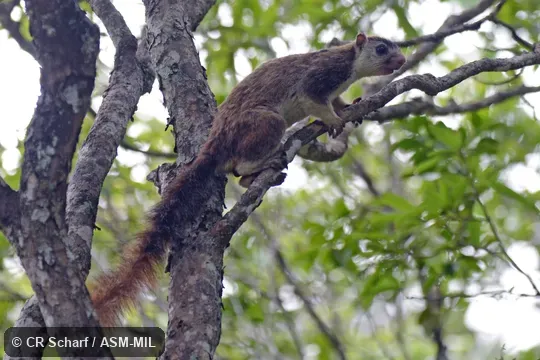 Also as Grizzled Giant Squirrel.