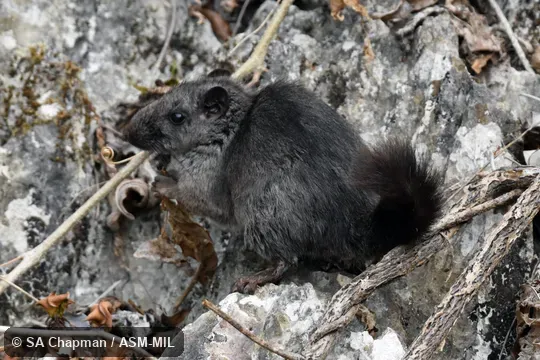 Also as Kha-nyou, Annamite Rat, Truong Son Rat.  Feeding on dry leaf.
