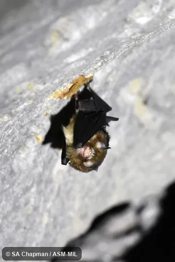 Also as Stoliczka's Asian Trident Bat.