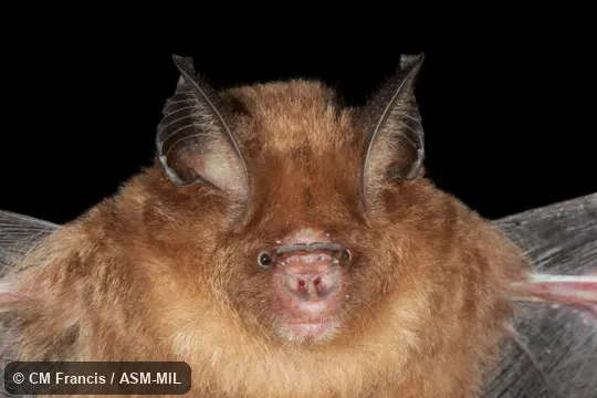 Also as Kunz's Bicolored Leaf-nosed Bat · Kunz's Bicolored Roundleaf Bat · Kunz's Leaf-nosed Bat.
