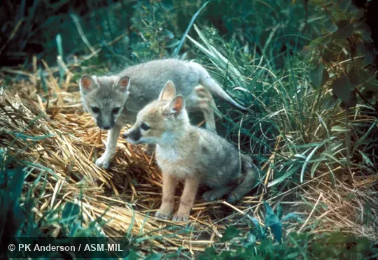 Two captive pups six weeks old