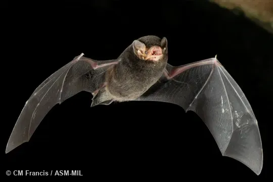 Also as Little Bent-winged Bat.  Formerly in Vespertilionidae.