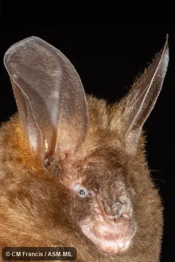 Also as Malayan Hollow-faced Bat