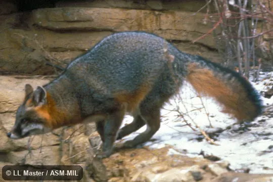 Side view. Also as Tree Fox. Side view. Also as Tree Fox.