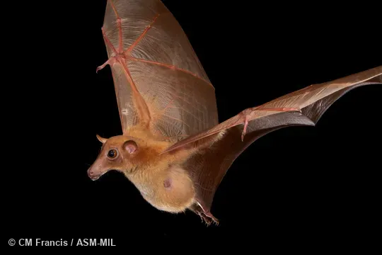 Also as Greater Long-nosed Blossom Bat, Greater Long-nosed Fruit Bat, Greater Long-tongued Fruit Bat, Greater Nectar Bat, Hill Long-tongued Blossom Bat, Hill Long-tongued Fruit Bat