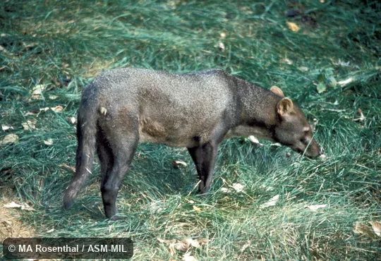 Side view of female.  Also as Short-eared Fox.