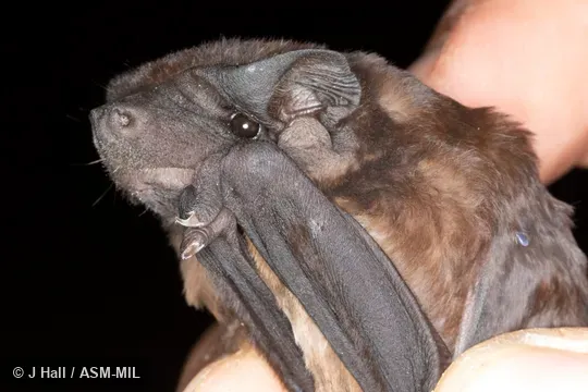 Also as Dwarf Bonneted Bat|Southern Bonneted Bat|Southern Dwarf Bonneted Bat.