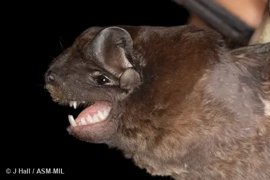 Also as Big-crested Free-tailed Bat|Crested Mastiff Bat. Also as Big-crested Free-tailed Bat|Crested Mastiff Bat.
