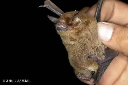 Formerly Pteronotus parnellii mesoamericanus, Common Mustached Bat.  Also as Mesoamerican Mustached Bat, Smith’s Common Mustached Bat.