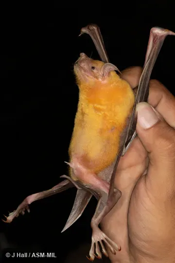 Noctilio leporinus mastivus.  Also as Fisherman Bat.