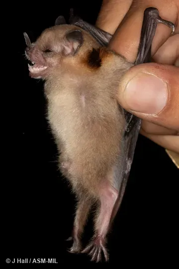 Formerly Sturnira ludovici hondurensis, Highland Yellow-shouldered Bat.
