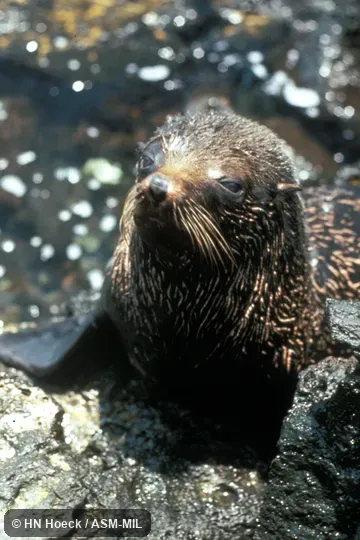 Close-up of head, oblique view.  Formerly Arctophoca galapagoensis.  Also as Galapagos Islands Fur Seal.