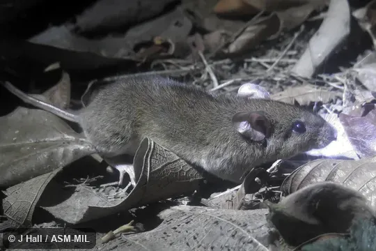 Formerly Oryzomys bolivaris. Also as Bolivar Rice Rat|Long-whiskered Oryzomys. Formerly Oryzomys bolivaris. Also as Bolivar Rice Rat|Long-whiskered Oryzomys.