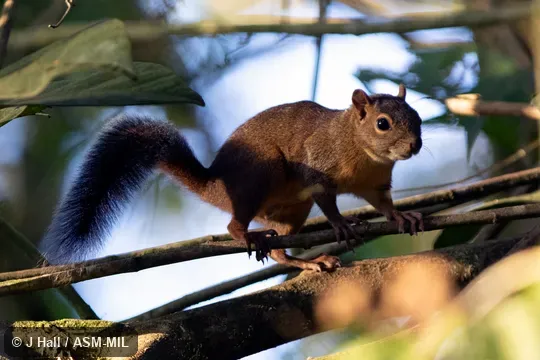 Also as Syntheosciurus granatensis or Syntheosciurus richmondi.
