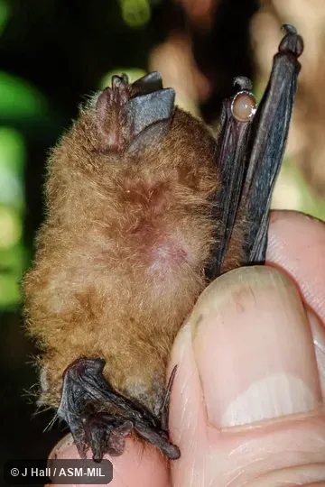 Identified by Fiona Reid.