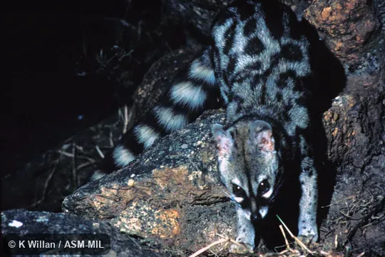 Adult, facing camera, head, front feet, & tail visible. Formerly Genetta maculata. Also as Central African Large-spotted Genet. Adult, facing camera, head, front feet, & tail visible. Formerly Genetta maculata. Also as Central African Large-spotted Genet.