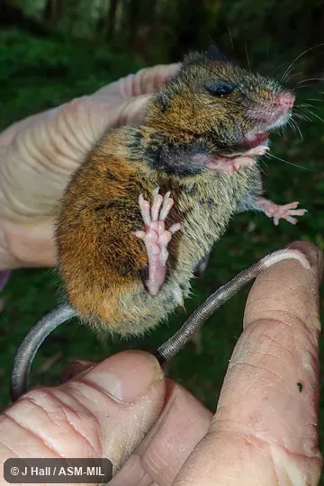 Also as Chiriqui Harvest Mouse.