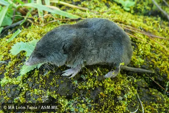 UNAM-CNMA 46278.  Formerly Soricomorpha.  Also as Central Mexican Broad-clawed Shrew|Central Mexican Shrew|Popocatepetl Shrew.