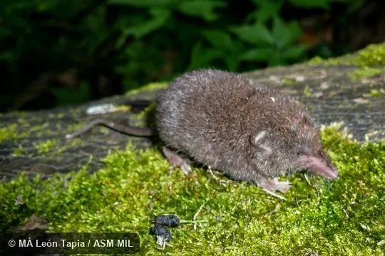 UNAM-CNMA 46279.  Formerly Soricomorpha.  Also as Central Mexican Broad-clawed Shrew|Central Mexican Shrew|Popocatepetl Shrew.