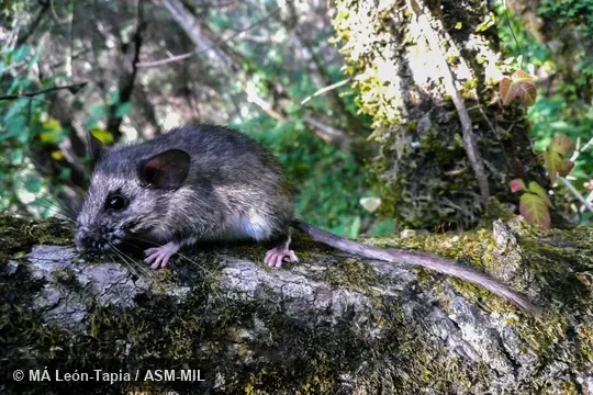 UNAM-CNMA 46614.  Also as Nelson and Goldman's Woodrat.