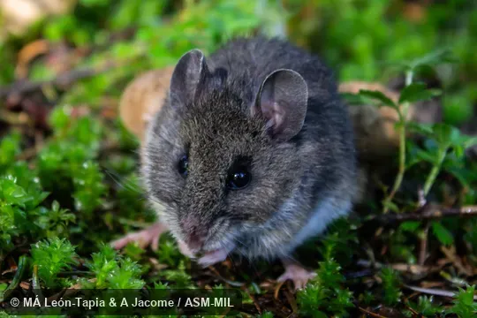 UNAM-CNMA 49714.  Also as Mexican Volcano Mouse.
