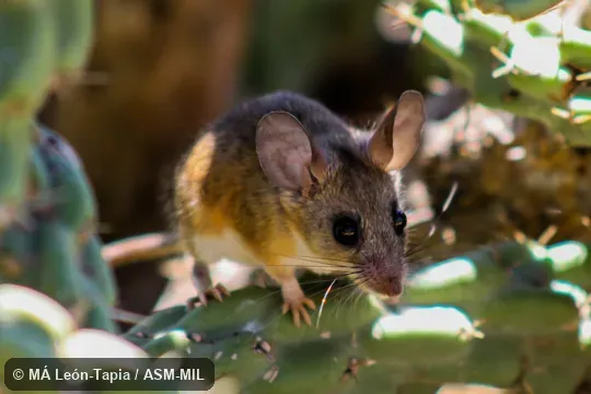 Also as Eva's Desert Mouse.